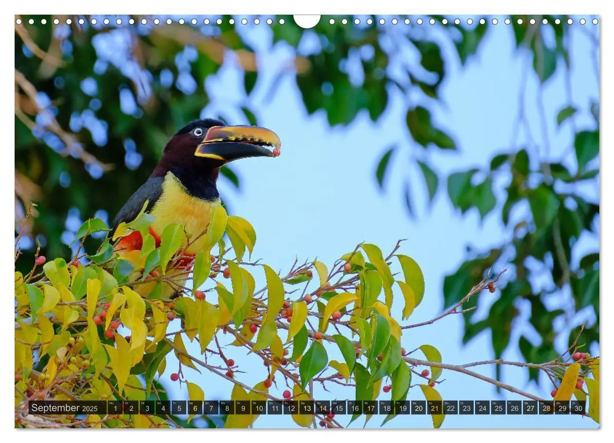Bild: 9783435123087 | Tiere im Pantanal - viaje.ch (Wandkalender 2025 DIN A3 quer),...