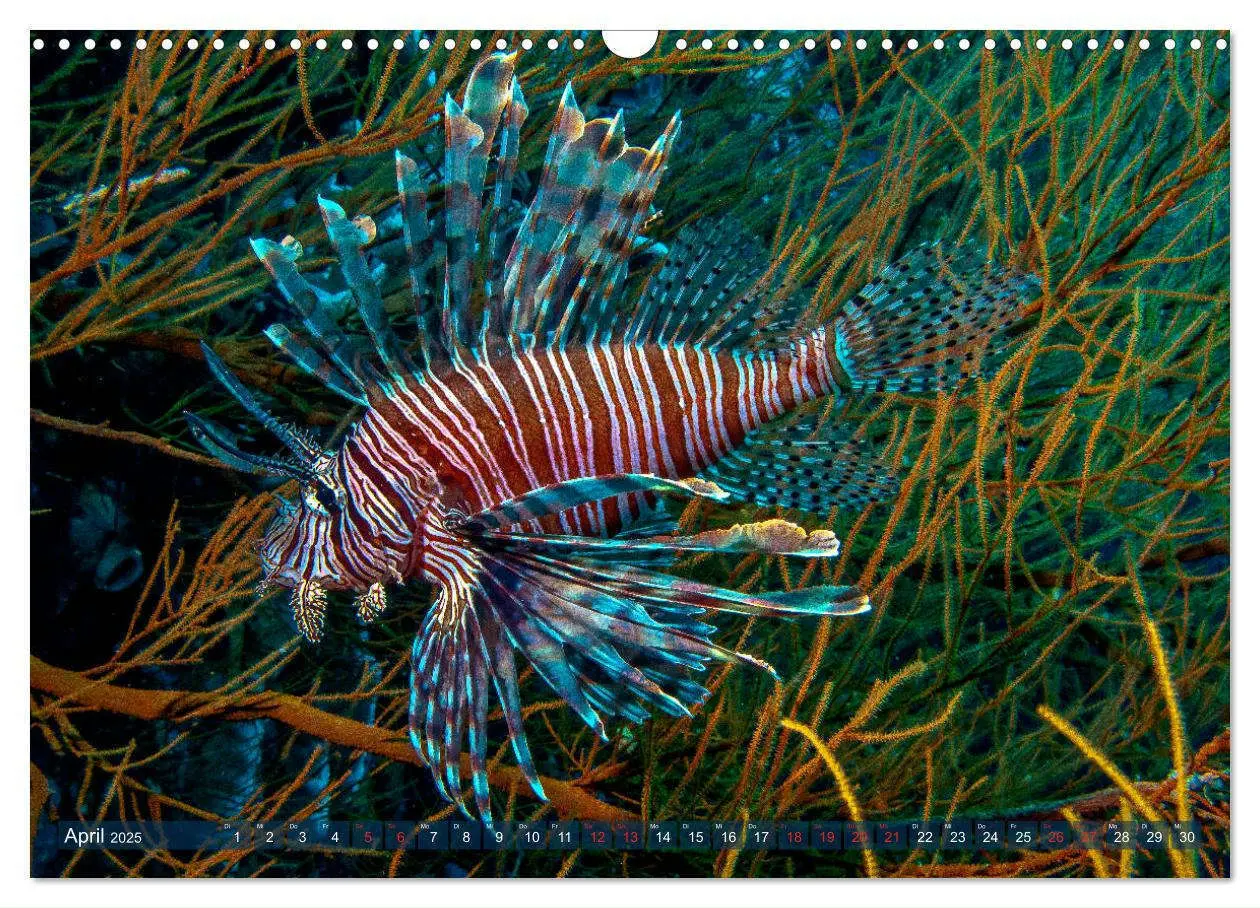 Bild: 9783435293087 | Wunderwelt Unterwasser (Wandkalender 2025 DIN A3 quer), CALVENDO...