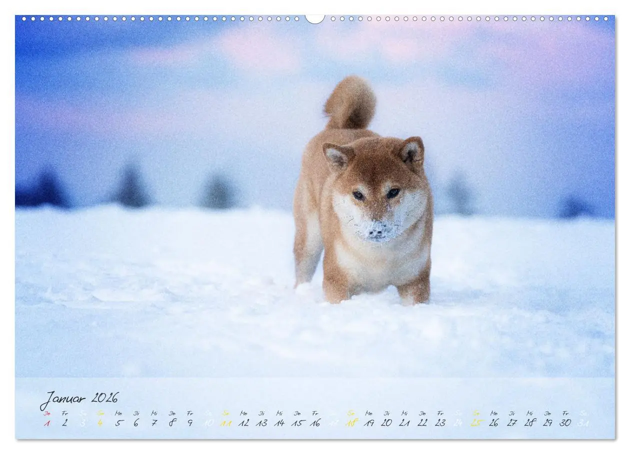 Bild: 9783457453087 | Shiba Inu - mutig, treu, selbstbewusst (hochwertiger Premium...