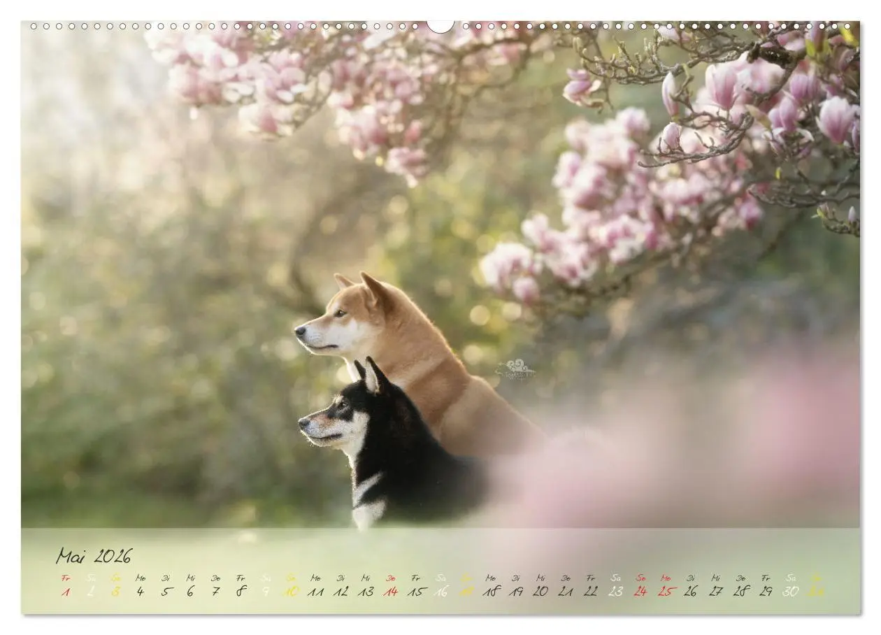 Bild: 9783457453087 | Shiba Inu - mutig, treu, selbstbewusst (hochwertiger Premium...