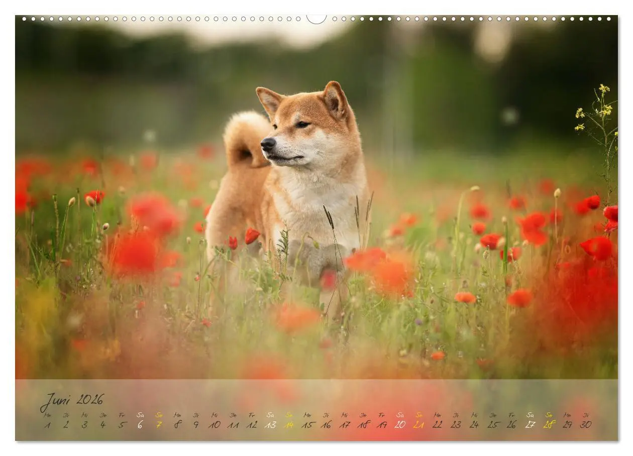 Bild: 9783457453087 | Shiba Inu - mutig, treu, selbstbewusst (hochwertiger Premium...