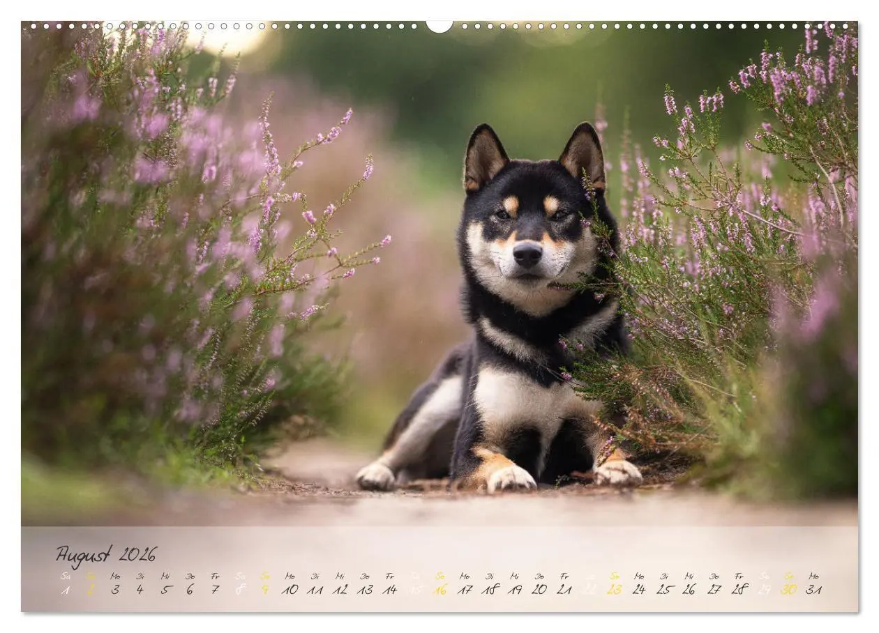 Bild: 9783457453087 | Shiba Inu - mutig, treu, selbstbewusst (hochwertiger Premium...