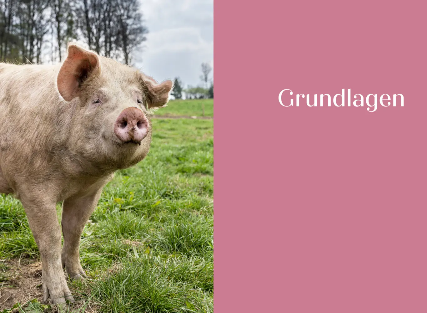 Bild: 9783982153087 | Das ganze Schwein | 90 Rezepte von Nase bis Schwanz | Steffen Kimmig