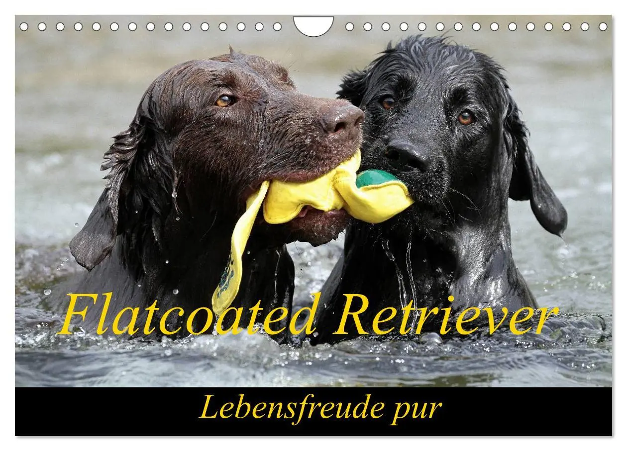 Cover: 9783516153187 | Flatcoated Retriever (Wandkalender 2026 DIN A4 quer), CALVENDO...