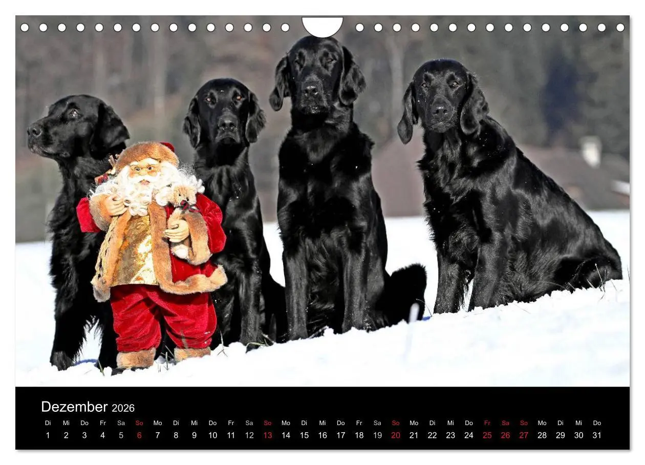 Bild: 9783516153187 | Flatcoated Retriever (Wandkalender 2026 DIN A4 quer), CALVENDO...