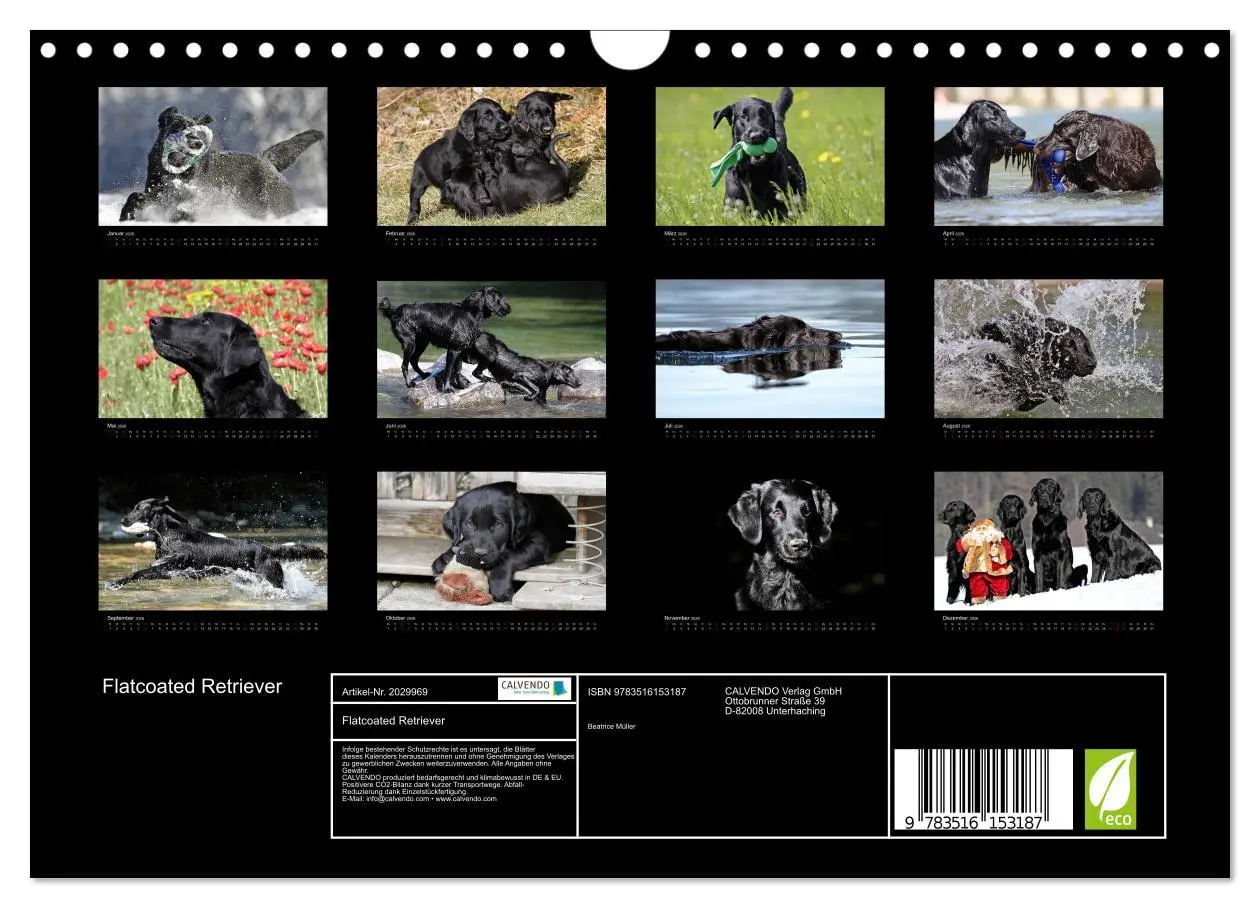 Bild: 9783516153187 | Flatcoated Retriever (Wandkalender 2026 DIN A4 quer), CALVENDO...