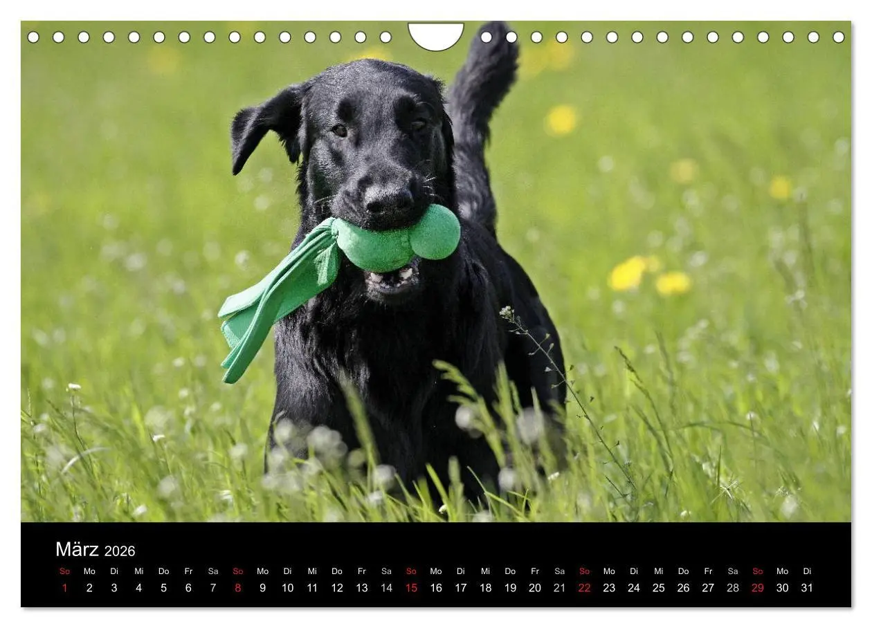 Bild: 9783516153187 | Flatcoated Retriever (Wandkalender 2026 DIN A4 quer), CALVENDO...