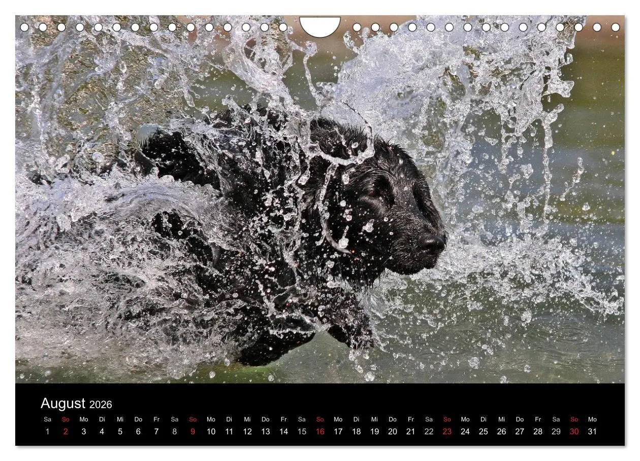 Bild: 9783516153187 | Flatcoated Retriever (Wandkalender 2026 DIN A4 quer), CALVENDO...