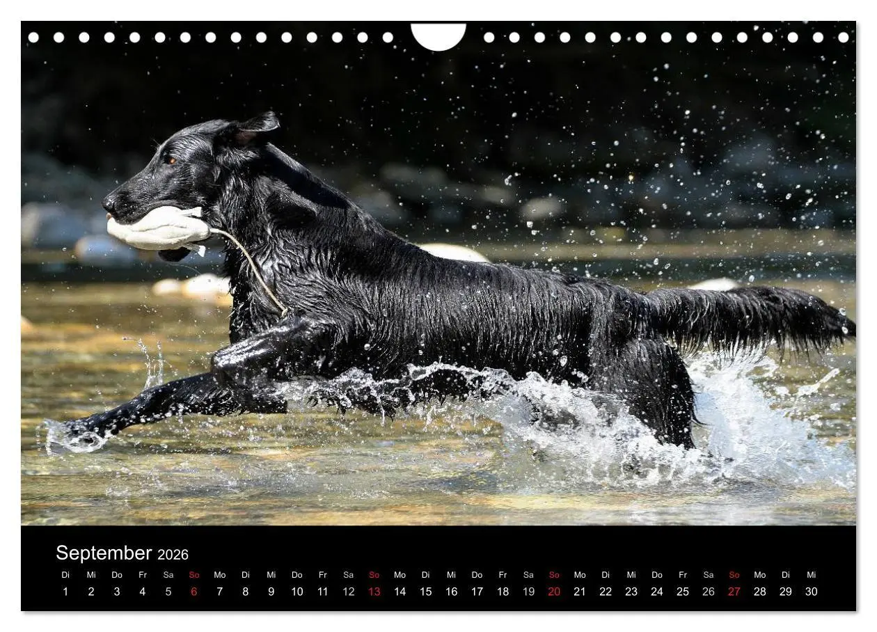 Bild: 9783516153187 | Flatcoated Retriever (Wandkalender 2026 DIN A4 quer), CALVENDO...