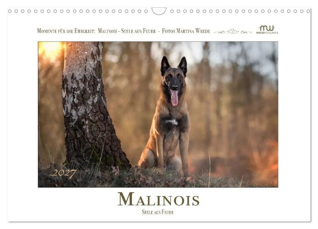 Cover: 9783516773187 | Malinois - Seelen aus Feuer (Wandkalender 2027 DIN A3 quer),...