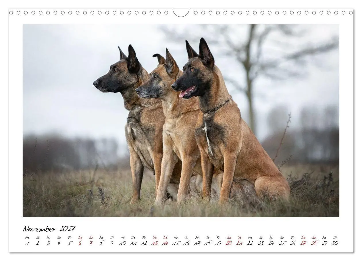 Bild: 9783516773187 | Malinois - Seelen aus Feuer (Wandkalender 2027 DIN A3 quer),...