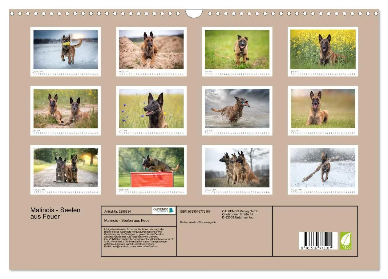 Bild: 9783516773187 | Malinois - Seelen aus Feuer (Wandkalender 2027 DIN A3 quer),...