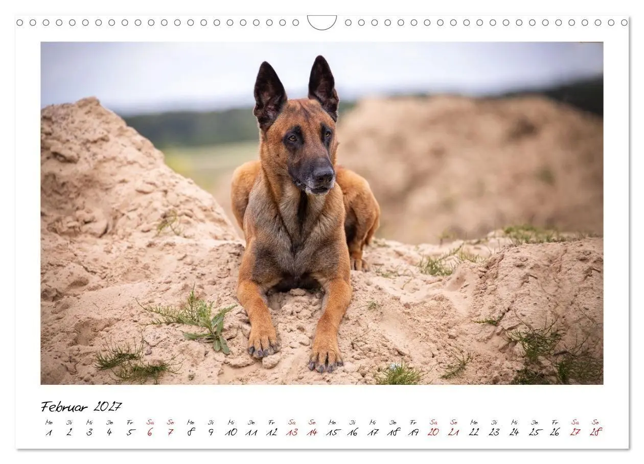 Bild: 9783516773187 | Malinois - Seelen aus Feuer (Wandkalender 2027 DIN A3 quer),...