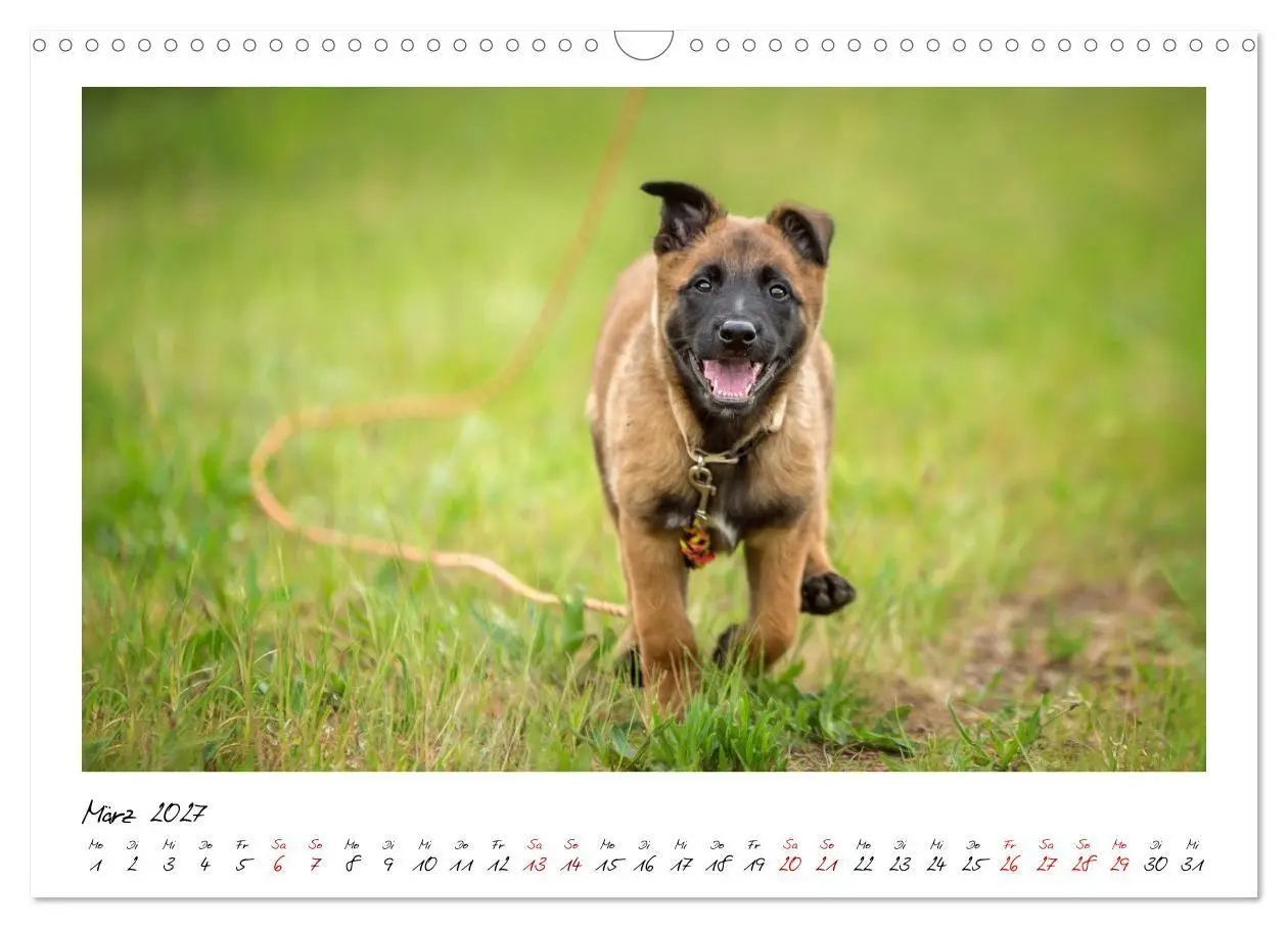 Bild: 9783516773187 | Malinois - Seelen aus Feuer (Wandkalender 2027 DIN A3 quer),...