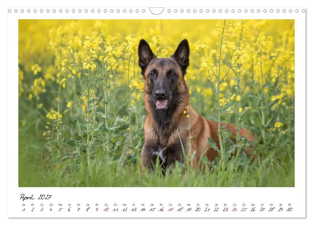 Bild: 9783516773187 | Malinois - Seelen aus Feuer (Wandkalender 2027 DIN A3 quer),...