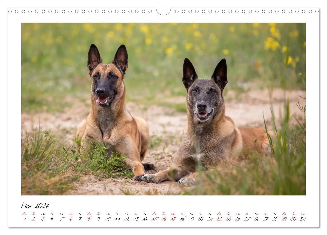 Bild: 9783516773187 | Malinois - Seelen aus Feuer (Wandkalender 2027 DIN A3 quer),...
