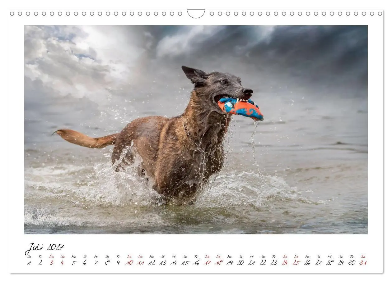 Bild: 9783516773187 | Malinois - Seelen aus Feuer (Wandkalender 2027 DIN A3 quer),...