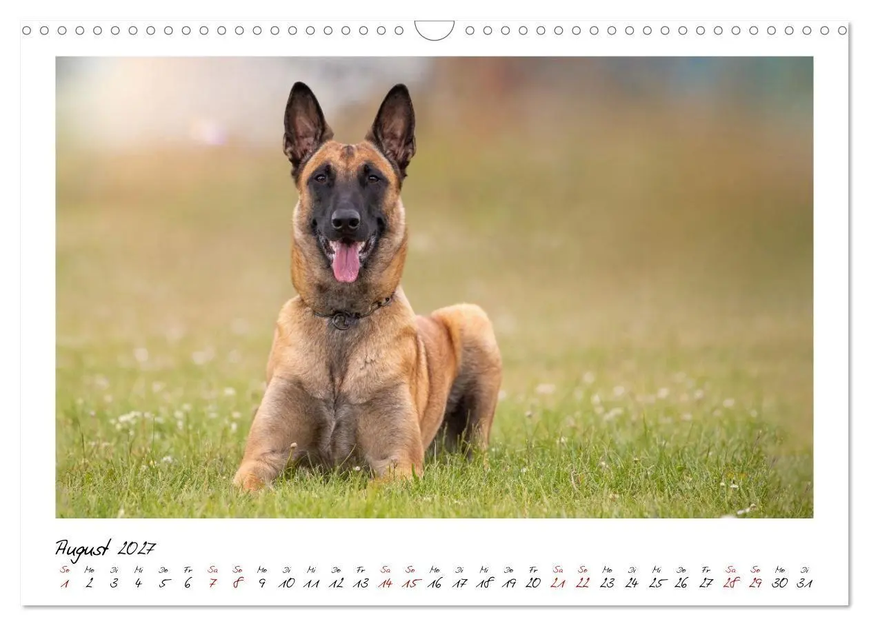 Bild: 9783516773187 | Malinois - Seelen aus Feuer (Wandkalender 2027 DIN A3 quer),...