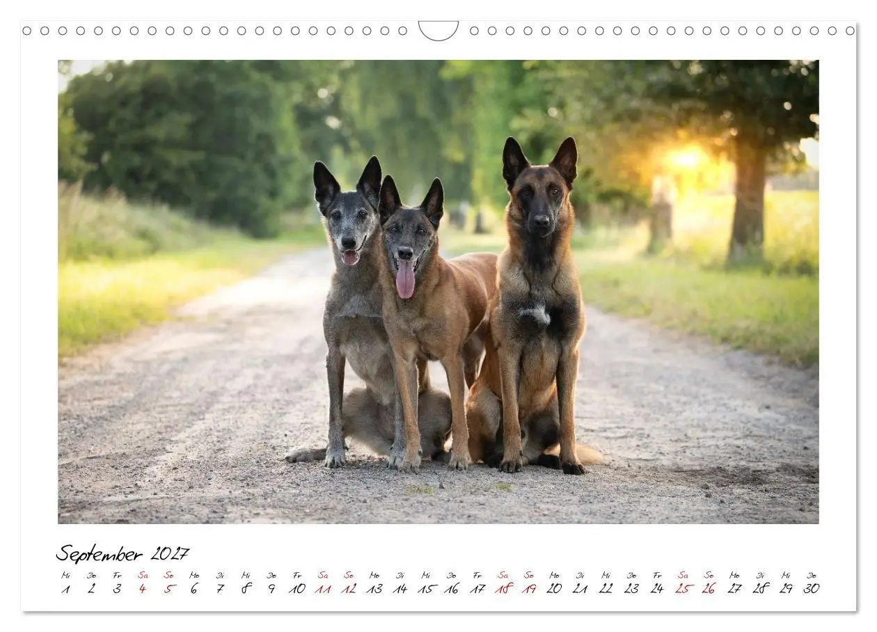 Bild: 9783516773187 | Malinois - Seelen aus Feuer (Wandkalender 2027 DIN A3 quer),...