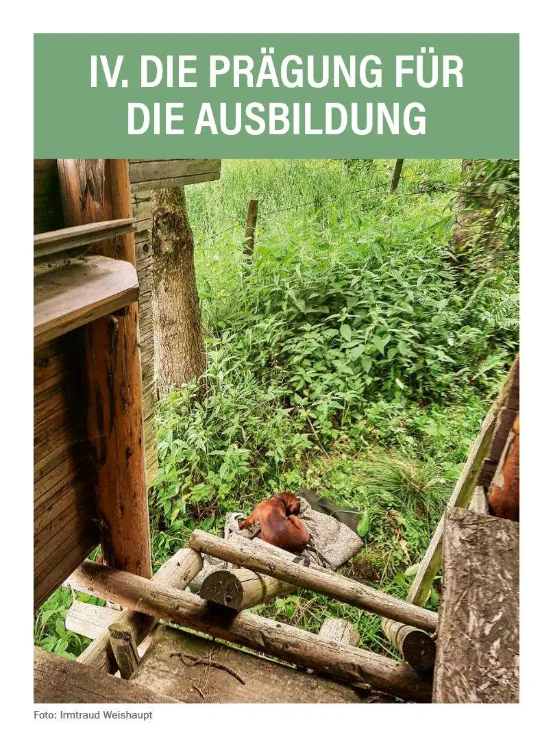 Bild: 9783702023287 | Jagdhunde ausbilden | Bernhard Hammer | Buch | 168 S. | Deutsch | 2026