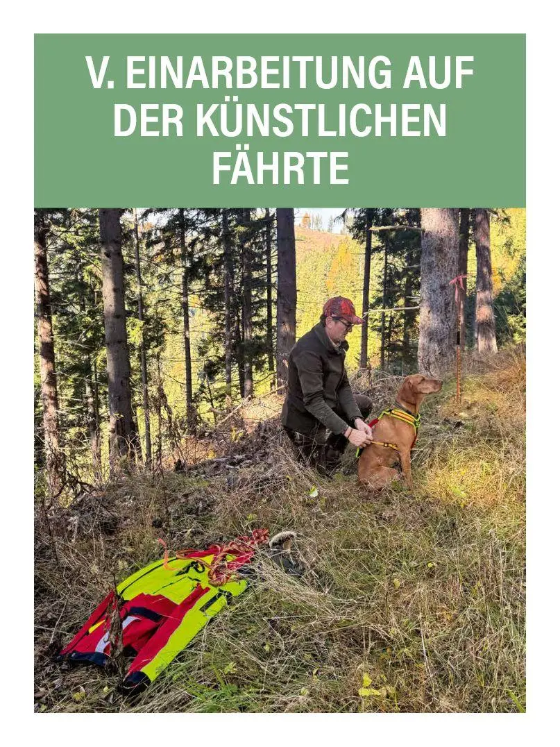 Bild: 9783702023287 | Jagdhunde ausbilden | Bernhard Hammer | Buch | 168 S. | Deutsch | 2026