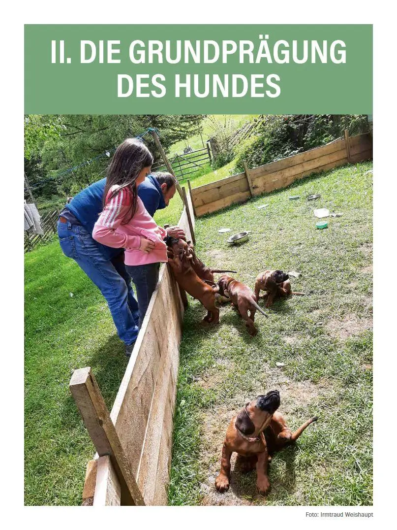 Bild: 9783702023287 | Jagdhunde ausbilden | Bernhard Hammer | Buch | 168 S. | Deutsch | 2026