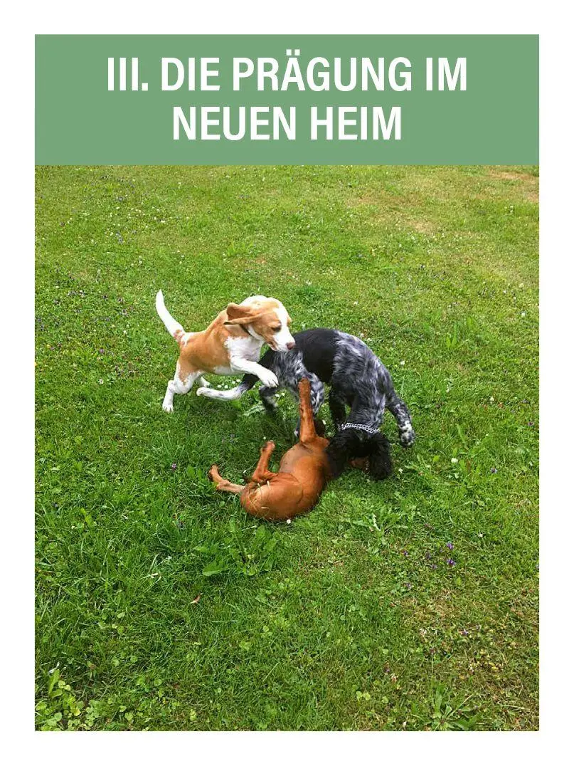 Bild: 9783702023287 | Jagdhunde ausbilden | Bernhard Hammer | Buch | 168 S. | Deutsch | 2026