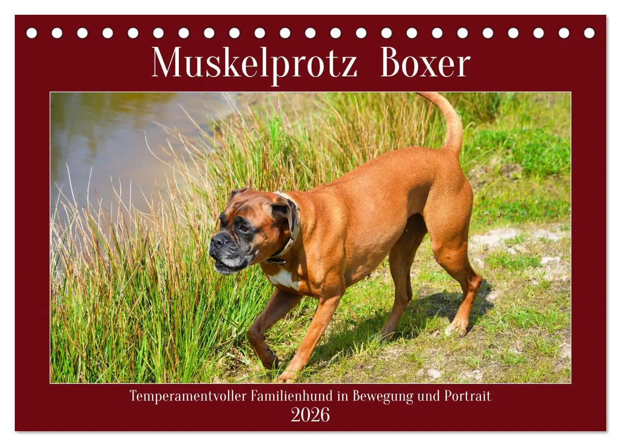 Cover: 9783457423387 | Muskelprotz Boxer (Tischkalender 2026 DIN A5 quer), CALVENDO...