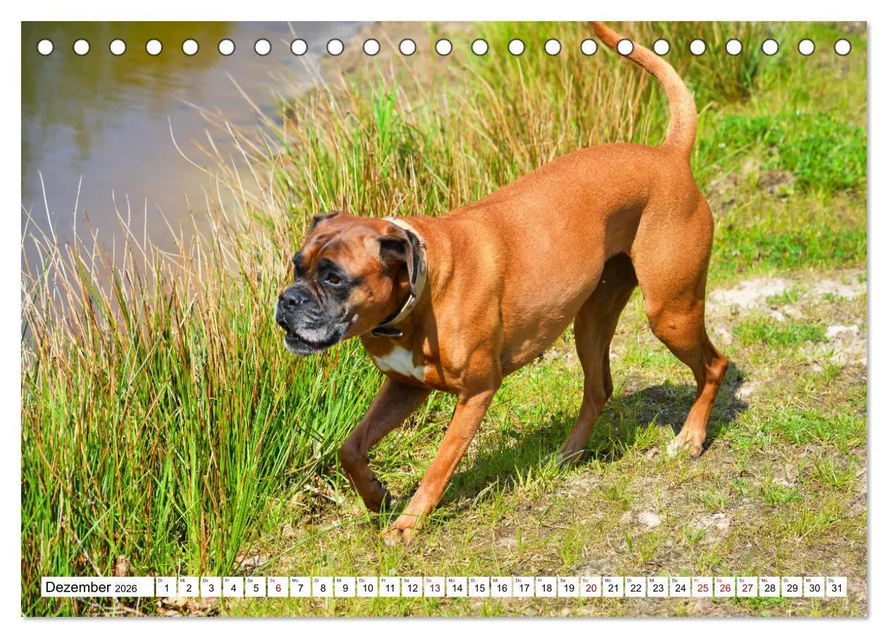 Bild: 9783457423387 | Muskelprotz Boxer (Tischkalender 2026 DIN A5 quer), CALVENDO...