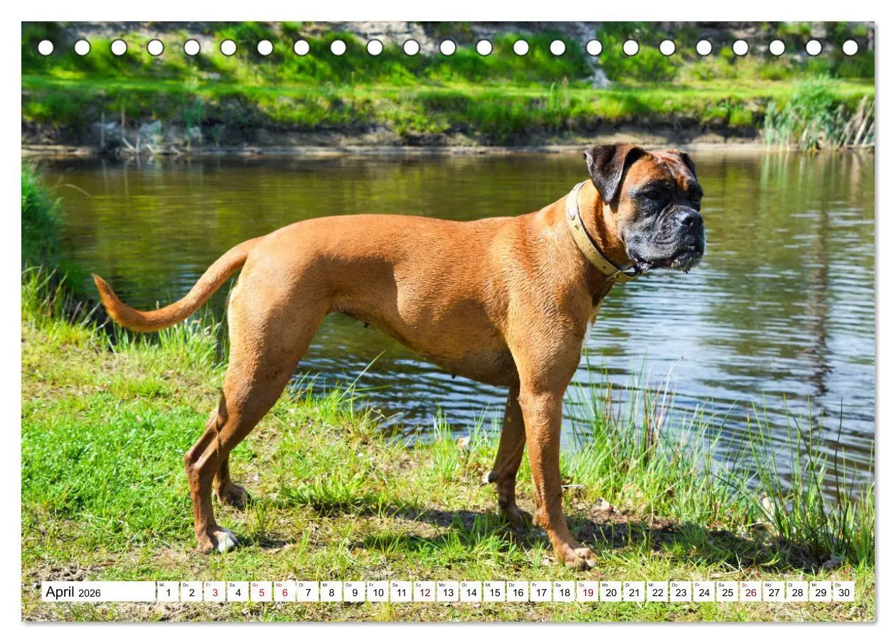 Bild: 9783457423387 | Muskelprotz Boxer (Tischkalender 2026 DIN A5 quer), CALVENDO...