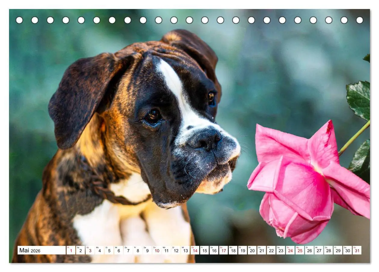 Bild: 9783457423387 | Muskelprotz Boxer (Tischkalender 2026 DIN A5 quer), CALVENDO...