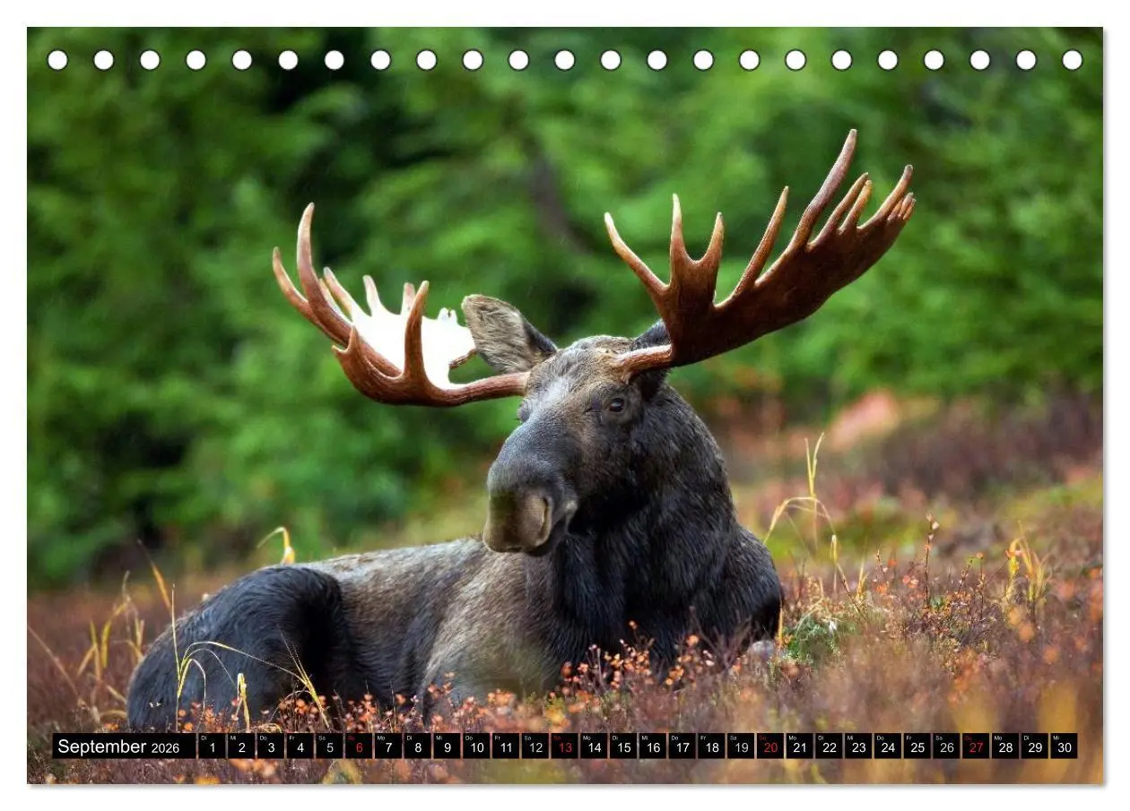 Bild: 9783516133387 | Kanada - Das Paradies für Entdecker (Tischkalender 2026 DIN A5...