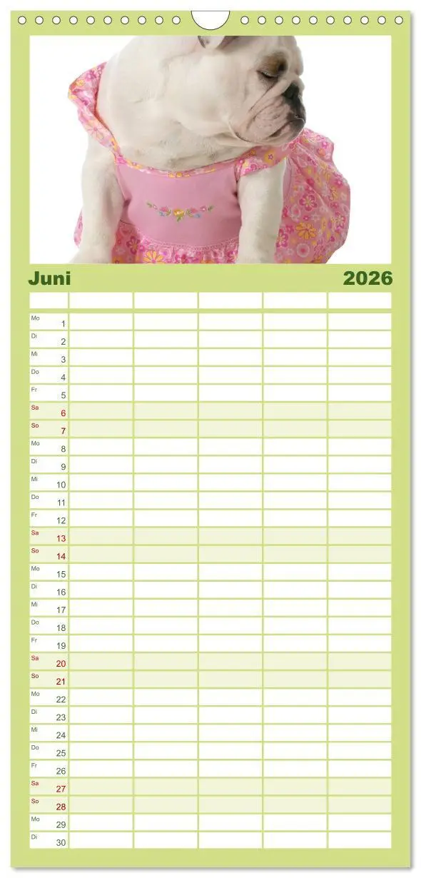 Bild: 9783516513387 | Familienplaner 2026 - English Bulldog XXL Models mit 5 Spalten...