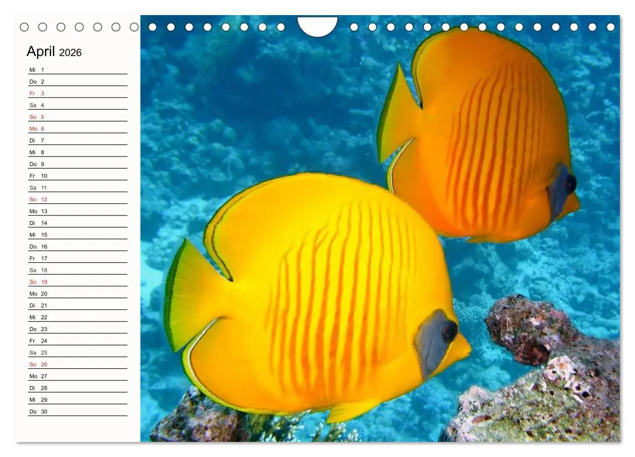 Bild: 9783457963487 | Paradiese. Karibik und Südsee über und unter Wasser (Wandkalender...