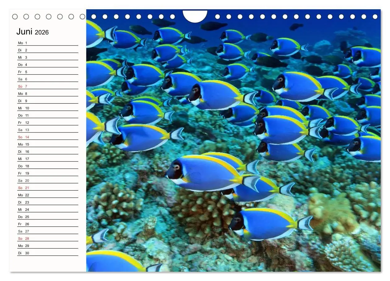 Bild: 9783457963487 | Paradiese. Karibik und Südsee über und unter Wasser (Wandkalender...