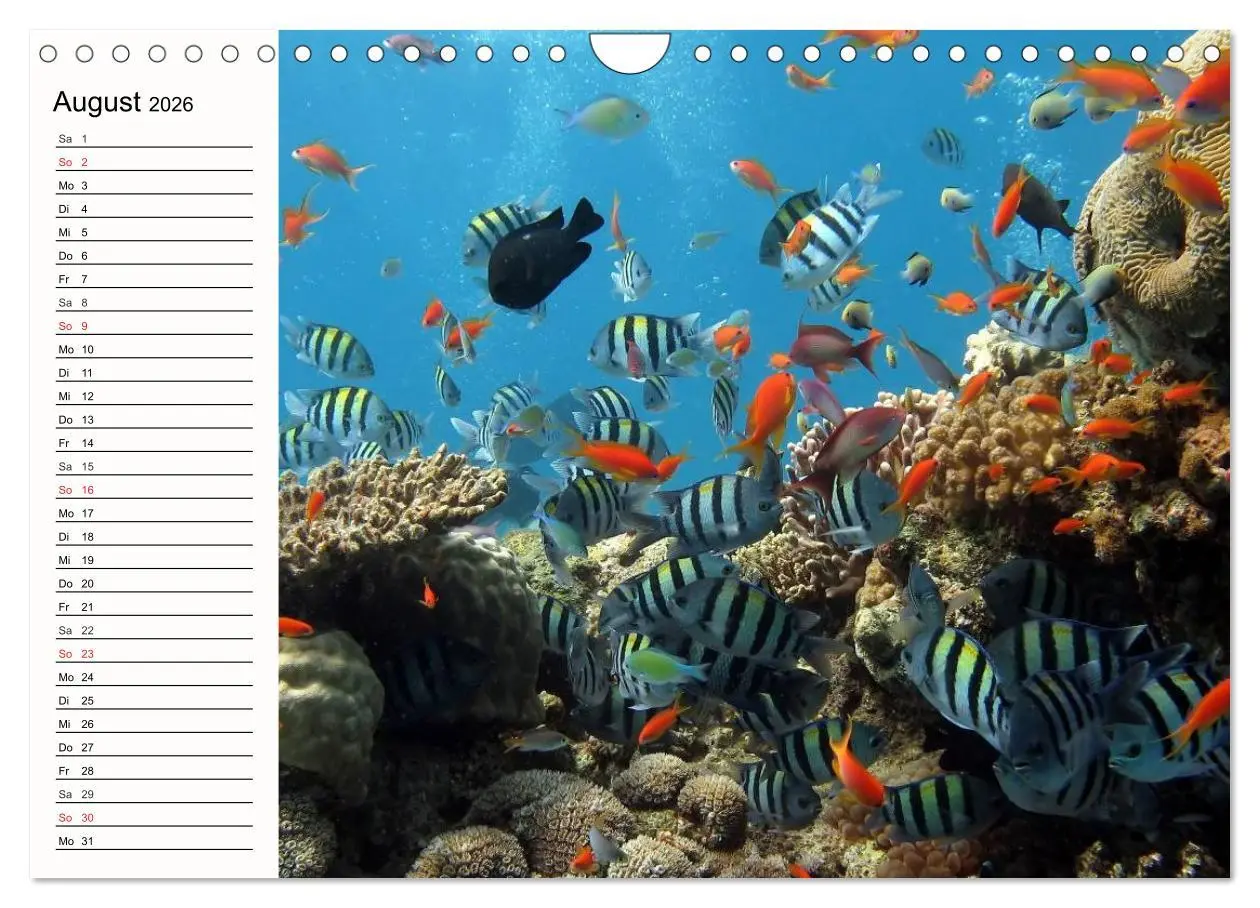 Bild: 9783457963487 | Paradiese. Karibik und Südsee über und unter Wasser (Wandkalender...