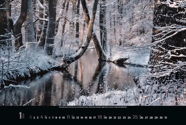 Bild: 9783731883487 | Magische Wälder 2026 | Verlag Korsch | Kalender | 14 S. | Deutsch