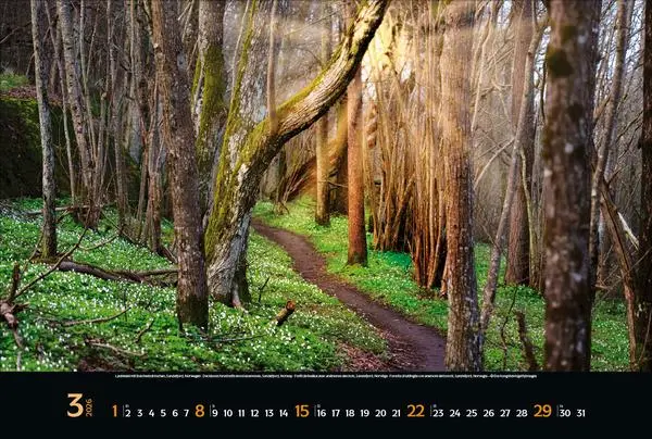 Bild: 9783731883487 | Magische Wälder 2026 | Verlag Korsch | Kalender | 14 S. | Deutsch