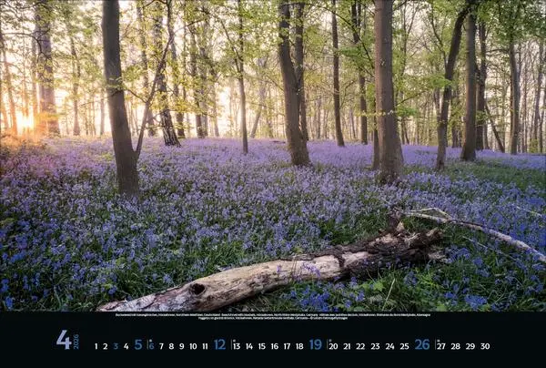 Bild: 9783731883487 | Magische Wälder 2026 | Verlag Korsch | Kalender | 14 S. | Deutsch