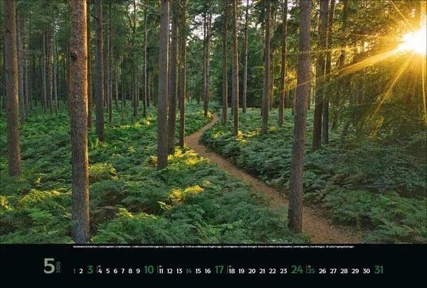 Bild: 9783731883487 | Magische Wälder 2026 | Verlag Korsch | Kalender | 14 S. | Deutsch