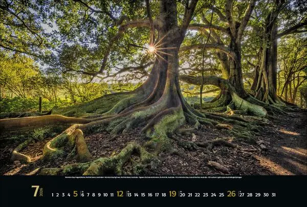 Bild: 9783731883487 | Magische Wälder 2026 | Verlag Korsch | Kalender | 14 S. | Deutsch