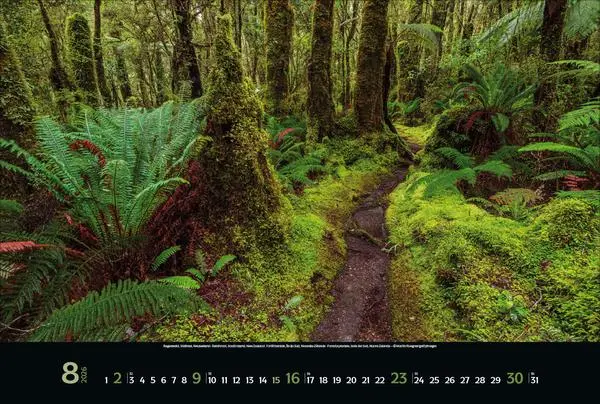 Bild: 9783731883487 | Magische Wälder 2026 | Verlag Korsch | Kalender | 14 S. | Deutsch