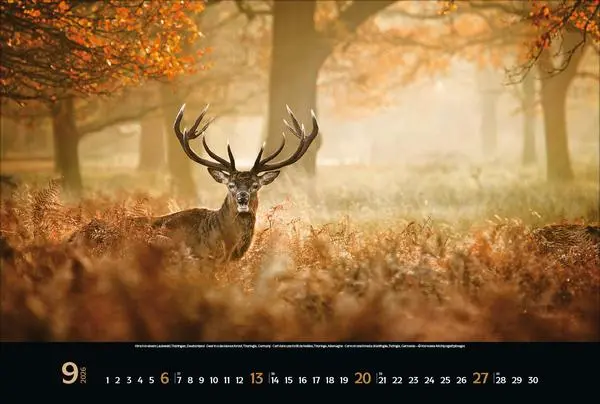Bild: 9783731883487 | Magische Wälder 2026 | Verlag Korsch | Kalender | 14 S. | Deutsch