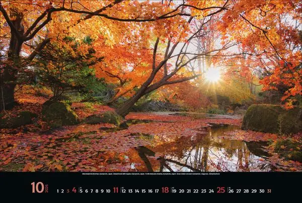 Bild: 9783731883487 | Magische Wälder 2026 | Verlag Korsch | Kalender | 14 S. | Deutsch