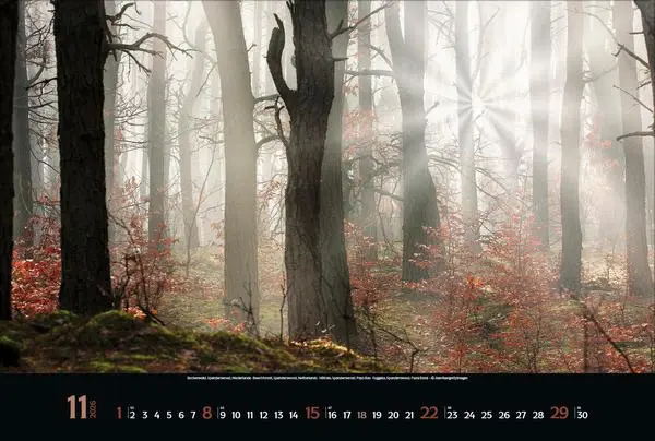 Bild: 9783731883487 | Magische Wälder 2026 | Verlag Korsch | Kalender | 14 S. | Deutsch