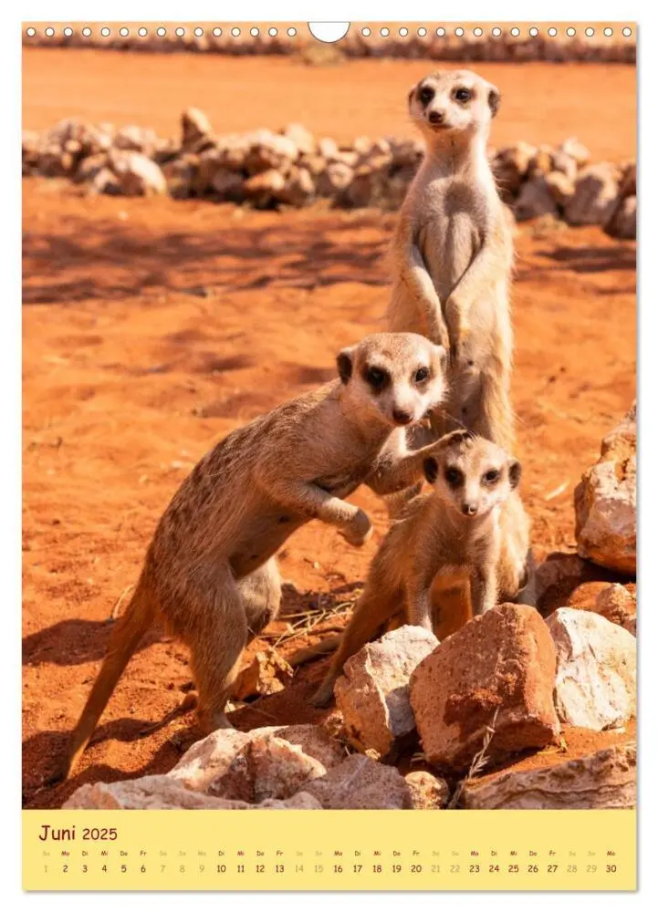 Bild: 9783435853687 | Erdmännchen - Eine Kolonie in der Kalahari (Wandkalender 2025 DIN...