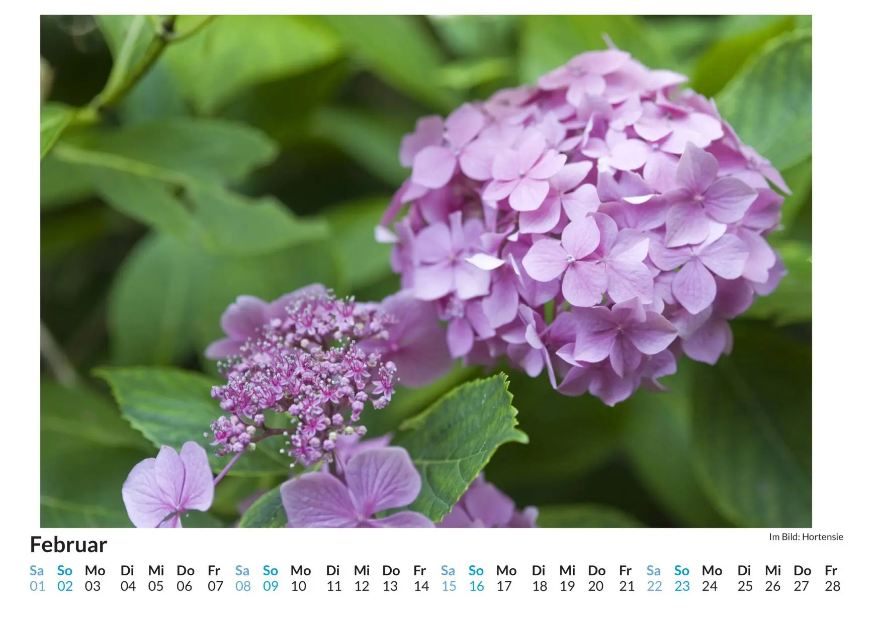 Bild: 9783759123787 | Hortensien - (Wandkalender 2025, Kalender DIN A4 quer,...