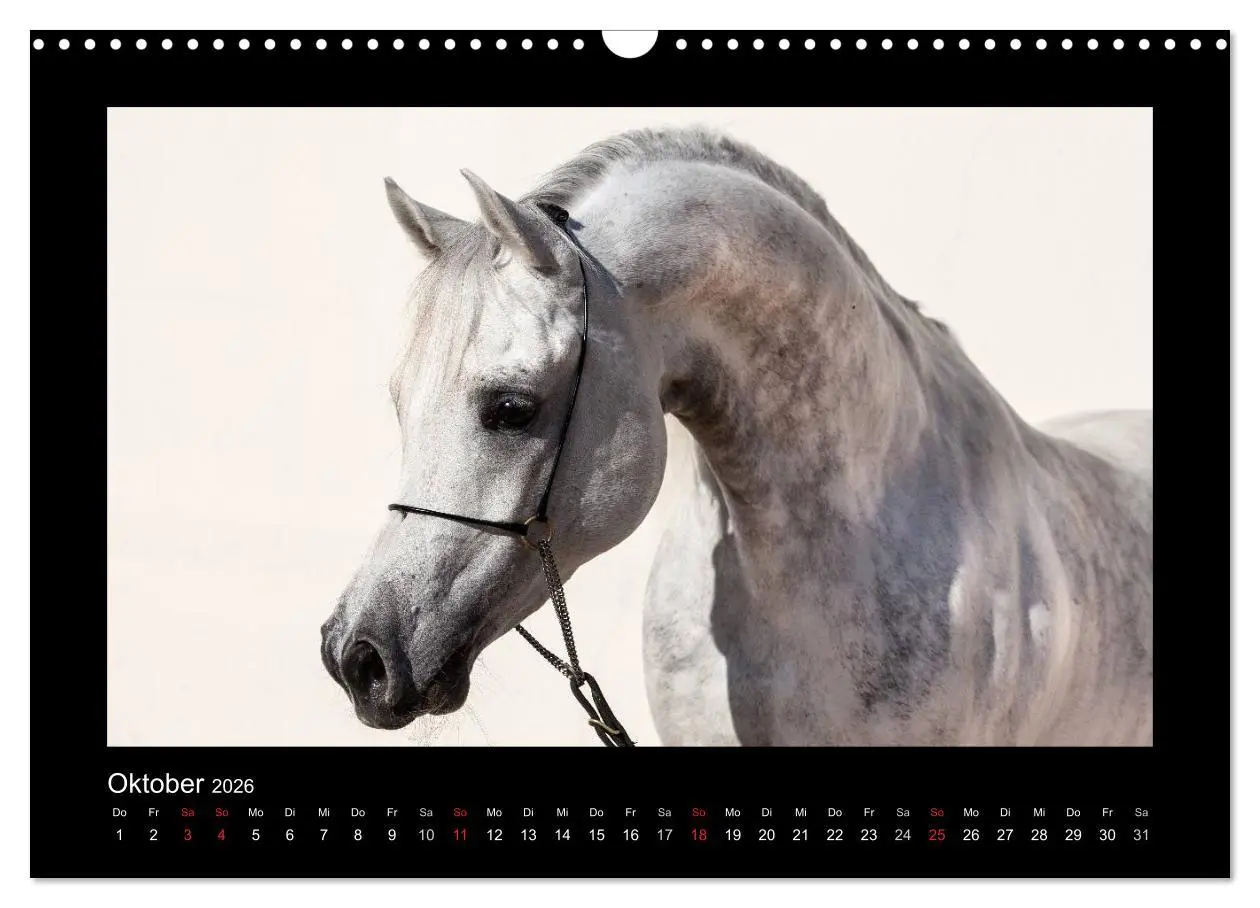 Bild: 9783516183887 | Vollblutaraber (Wandkalender 2026 DIN A3 quer), CALVENDO...