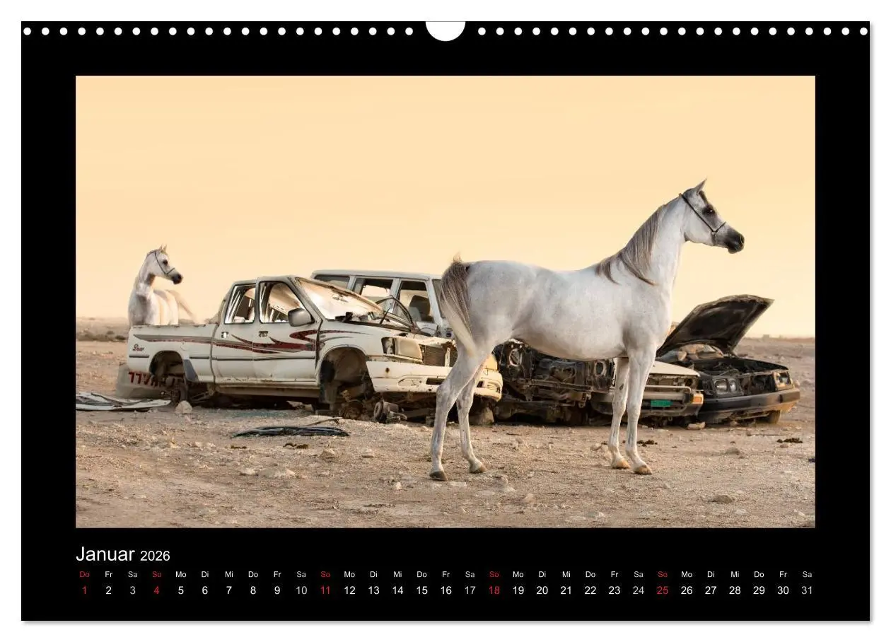 Bild: 9783516183887 | Vollblutaraber (Wandkalender 2026 DIN A3 quer), CALVENDO...