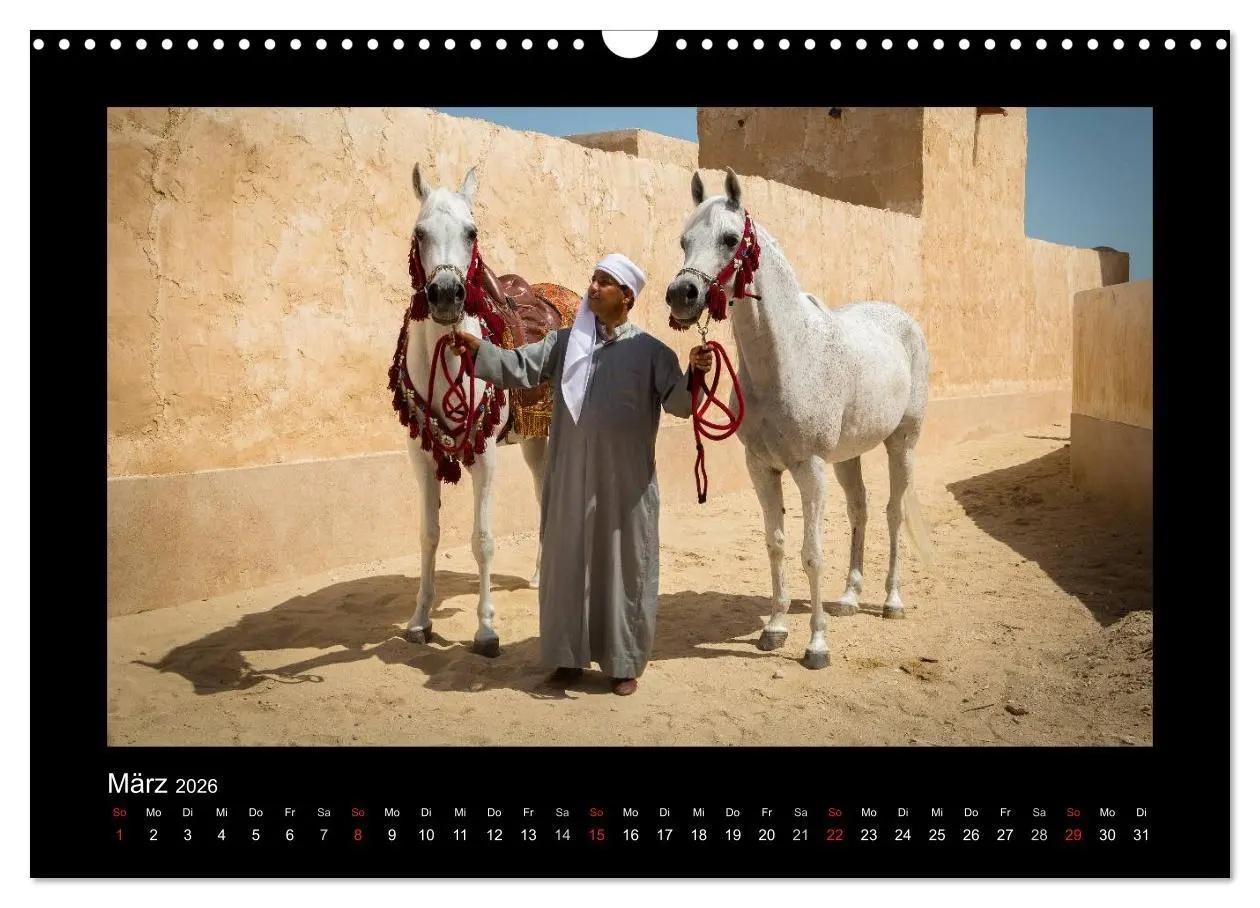 Bild: 9783516183887 | Vollblutaraber (Wandkalender 2026 DIN A3 quer), CALVENDO...